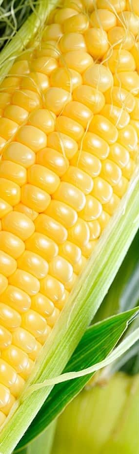 Гумісол плюс. Для кукурудзи. Зернових.