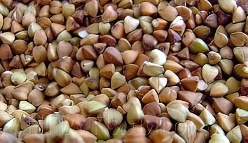 Насіння гречки. сорт Амазонка