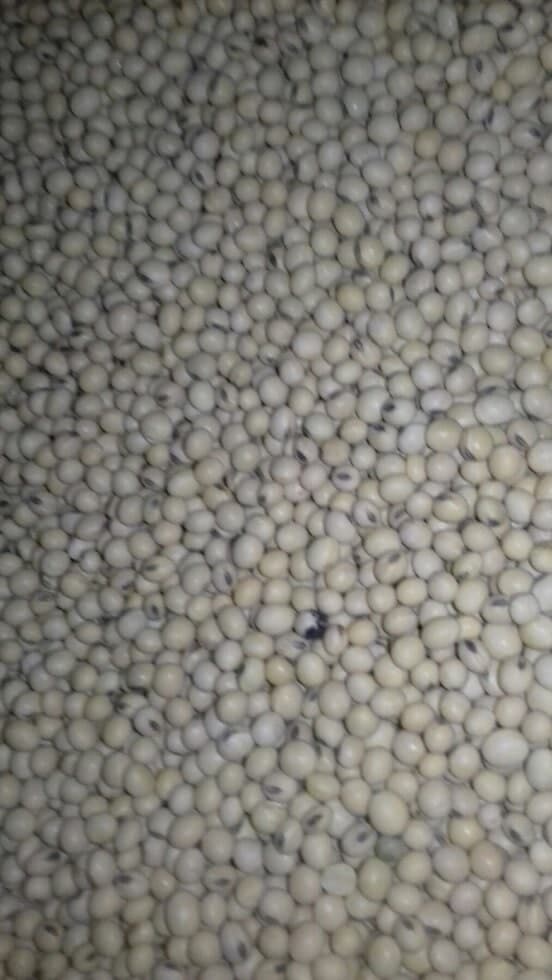 Насіння сої «Хайстар». Стійкий до Раундапу. 1 репродукція. Новинка 2018!