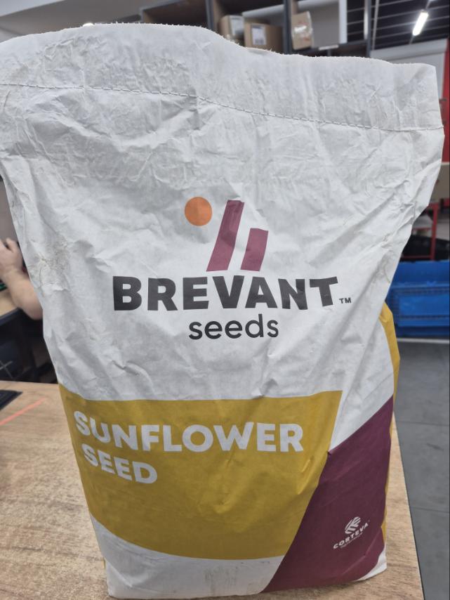 Насіння соняшнику «P64LP130». Стійкий до Євролайтингу