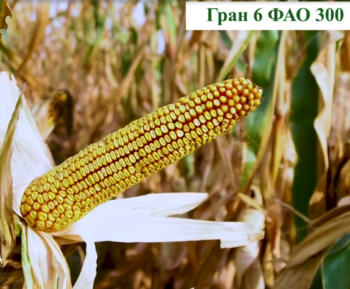 Насіння кукурудзи «Гран 6». ФАО 300