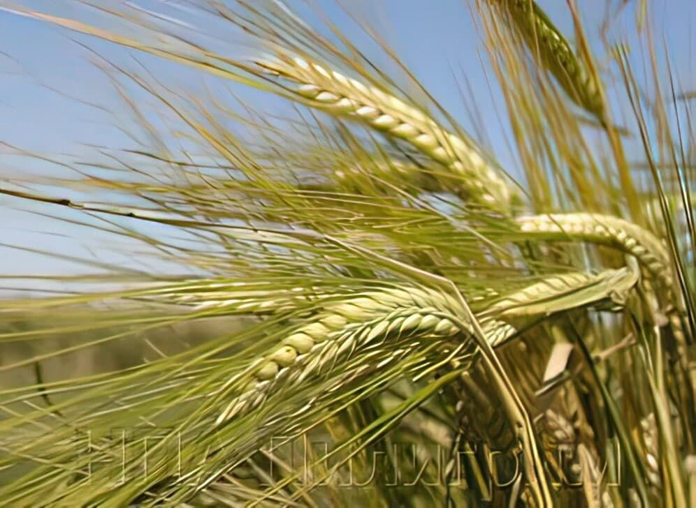 Насіння озимий ячмінь Магнат. Дворучка. Миколаїв обл