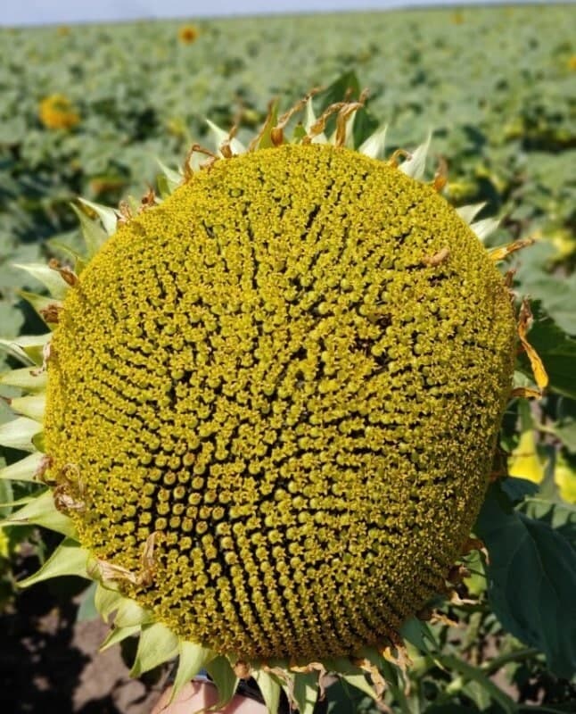 Насіння соняшнику «Міраж». Ультра ранній сорт 75-85 діб