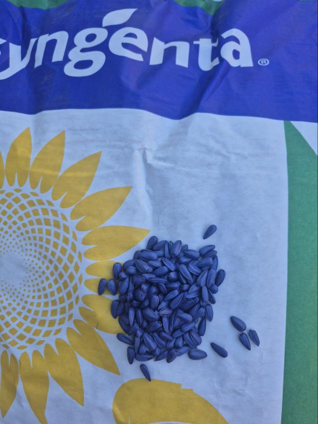 Насіння соняшнику «Сурелі HTS». Максимальна врожайність та Олійність. Стійкий до 50 гр гранстар