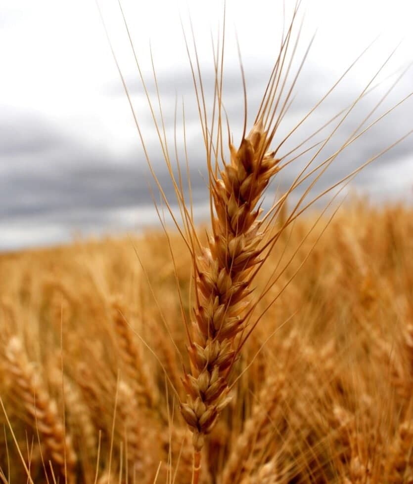 Насіння пшениці «Шпалівка». Одеська обл