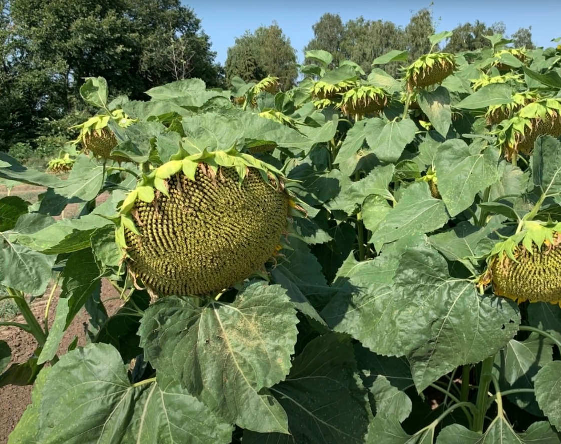 Насіння соняшнику «Суліко». Стійкий до 7+ рас Вовчка. Стійкий до 50 гр гранстару + відео.