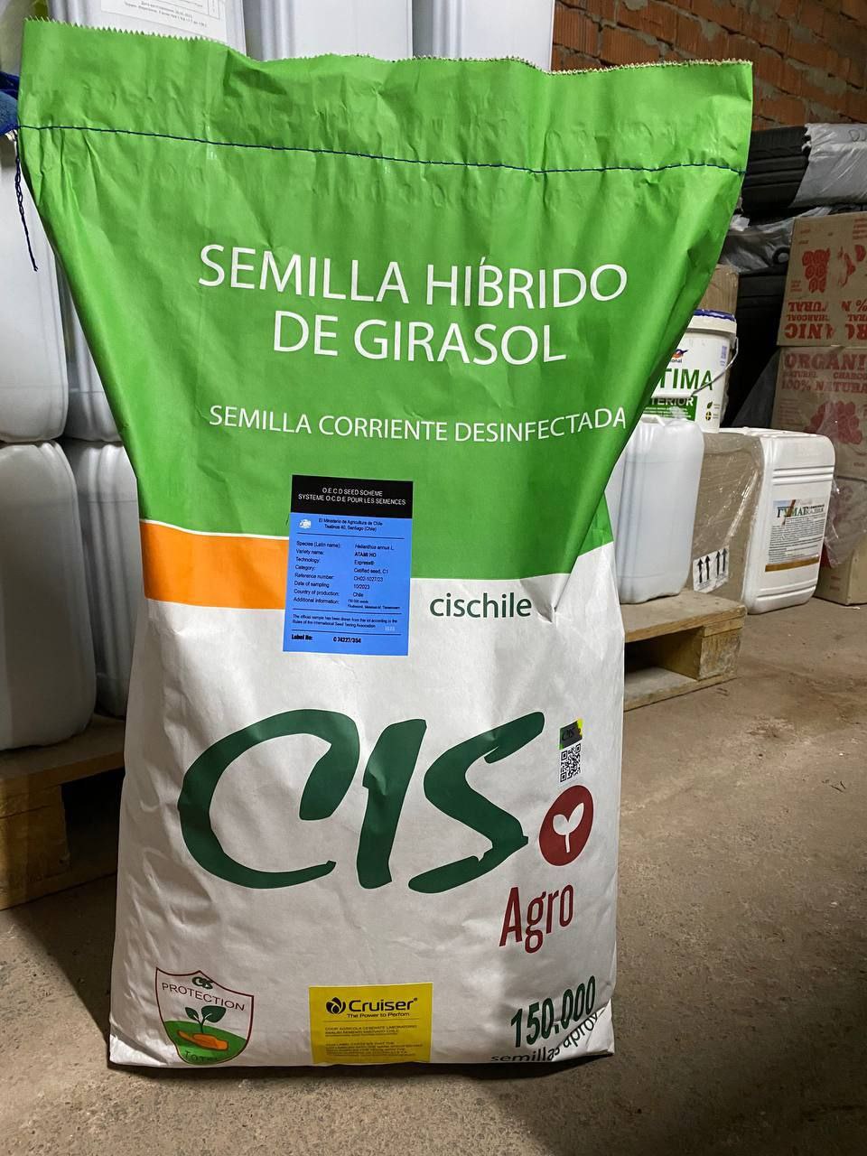 Насіння соняшнику «Solara». Максимальна олійність. Генетіка Чілійської компанії «CIS». 50 гр Гранстар. 7+ Вовчок.