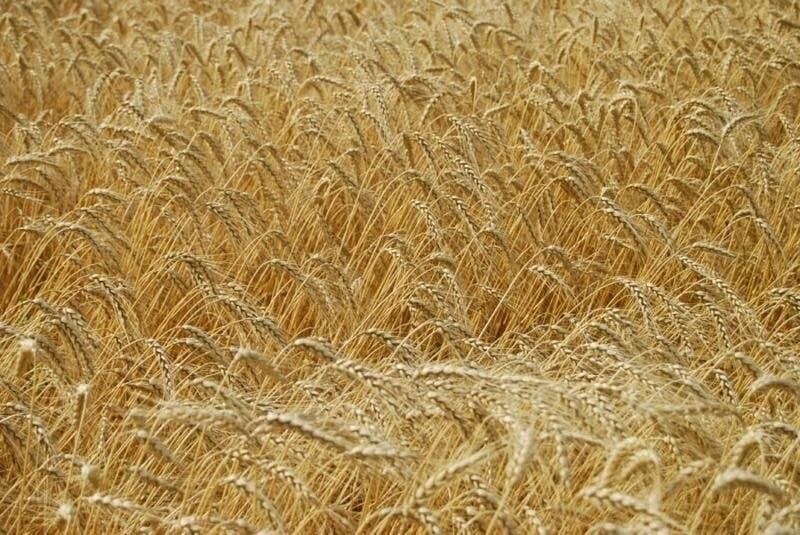 Насіння пшениці «Октава Одеська». Кіровоградська обл