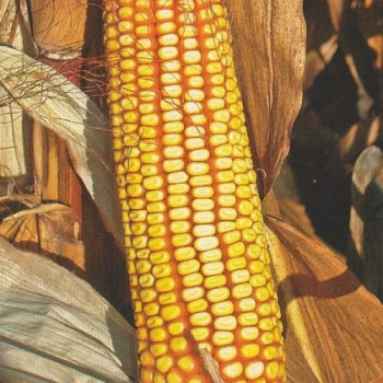 Насіння кукурудзи ДН ФІЄСТА ФАО 260 + відео