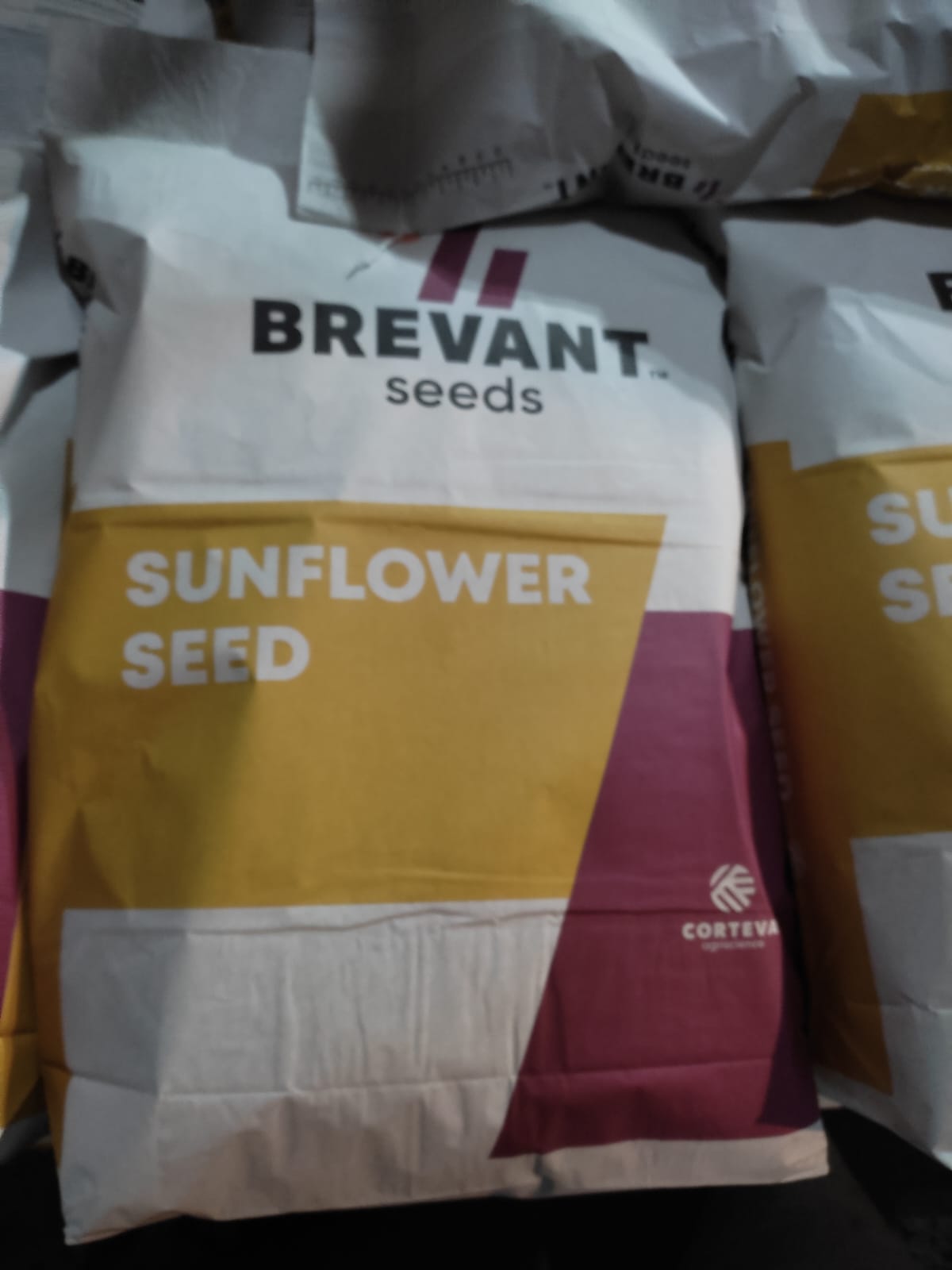 Насіння соняшника «P64LE99». Стійкий до 50 гр гранстару. 7+ Вовчок+ відео