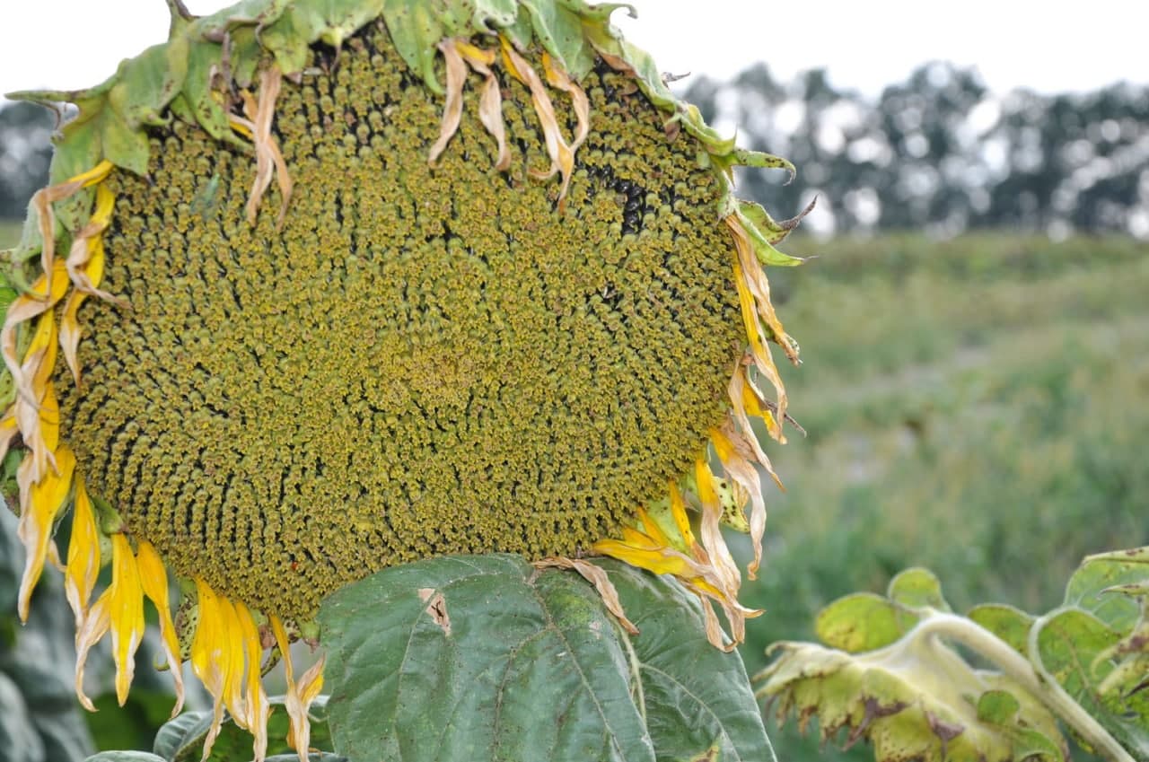 Насіння соняшнику «Аракар». Стійкий до Євролайтингу. + відео.