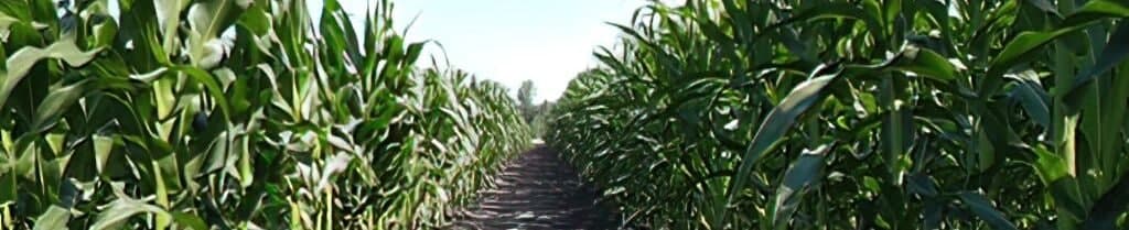 Насіння кукурудзи ДН ОЛЕНА. ФАО 440.