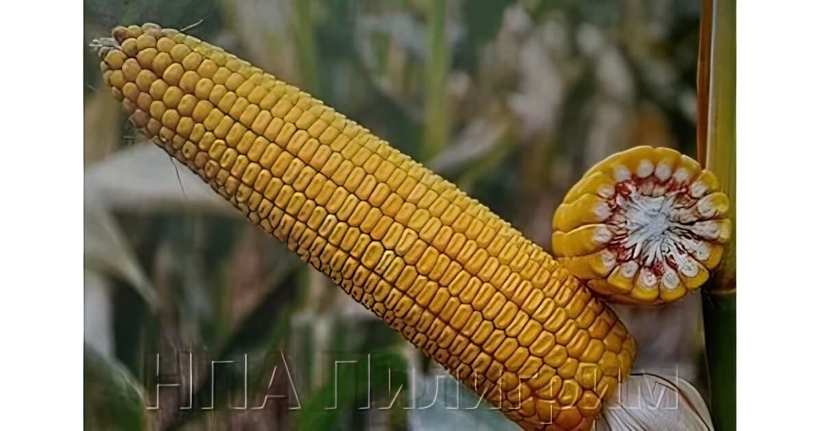 Насіння кукурудзи ДН Зоряна. ФАО 210