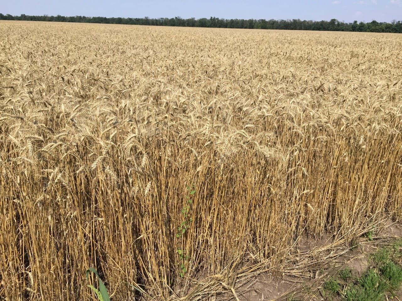 Насіння пшениці «Сталева». Одеська обл