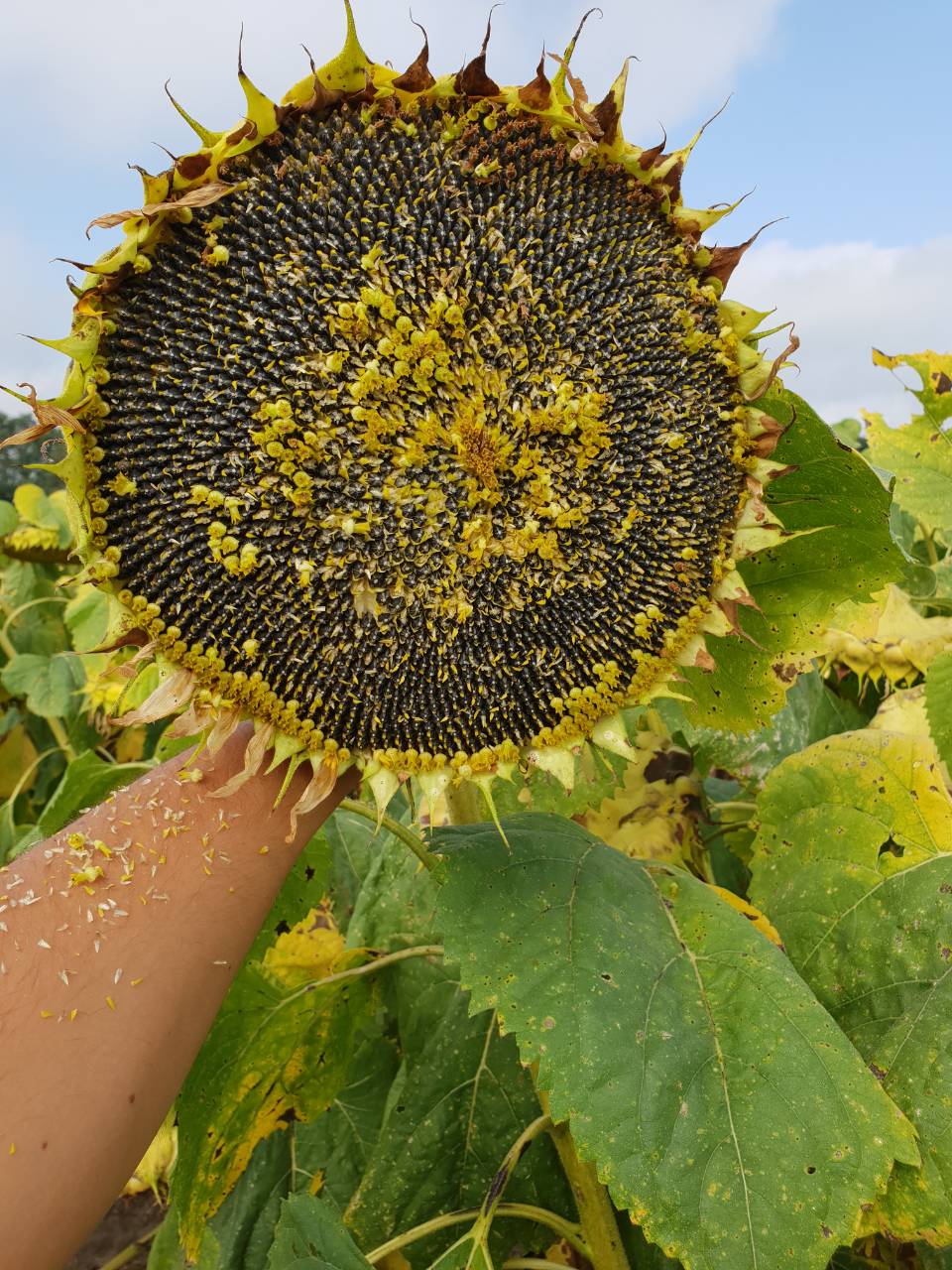 Насіння соняшника «Кортеса». Найновіший гібрид 2021 року.