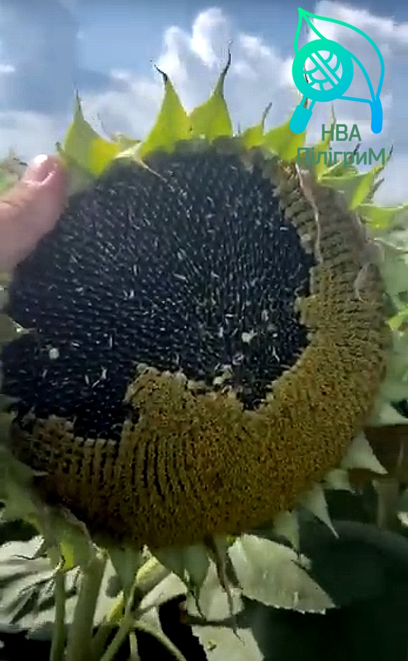 Насіння соняшнику «Даглас». Найновіший гібрид 2022 року. Стійкий до 7+ рас Вовчка. Стійкий до 50 гр гранстару + відео.