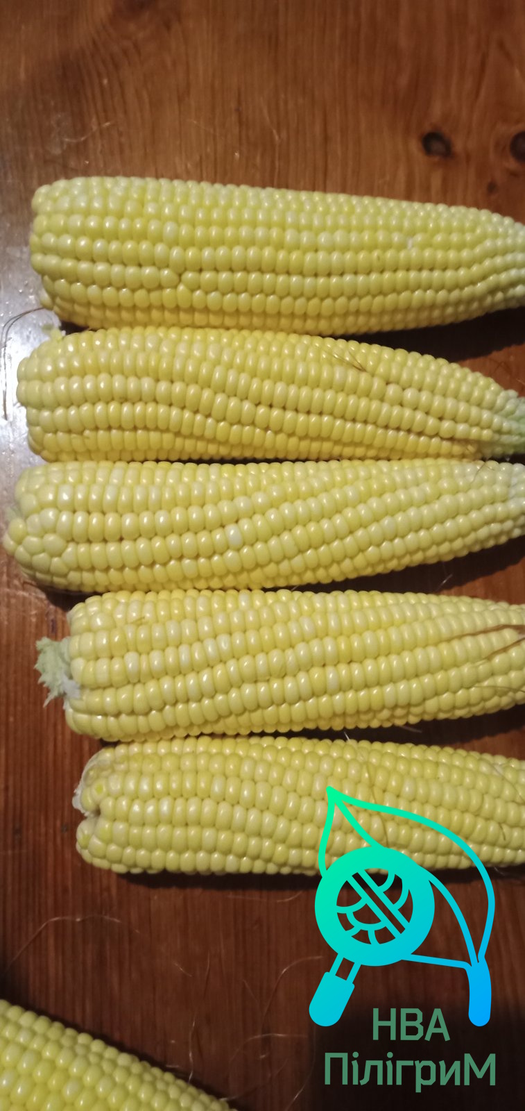 Насіння кукурудзи ДБ ЛАДА. ФАО 190.