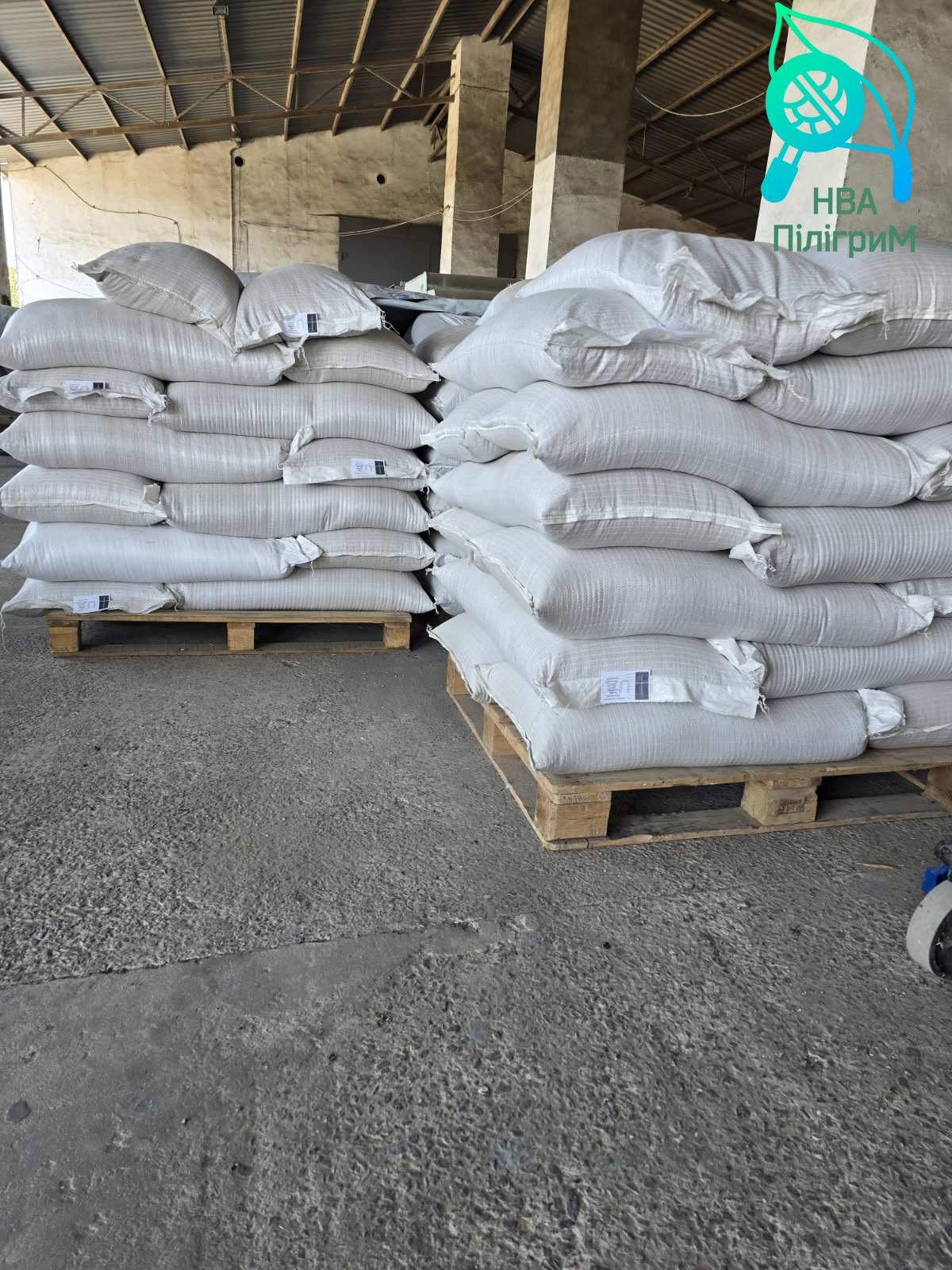 Насіння озимого ячменю. ранній сорт дворучка «Мажор». Для півдня України