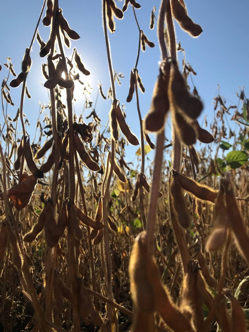 Насіння сої. ультраранній сорт «Аполло». Стійкий до Раундапу + відео