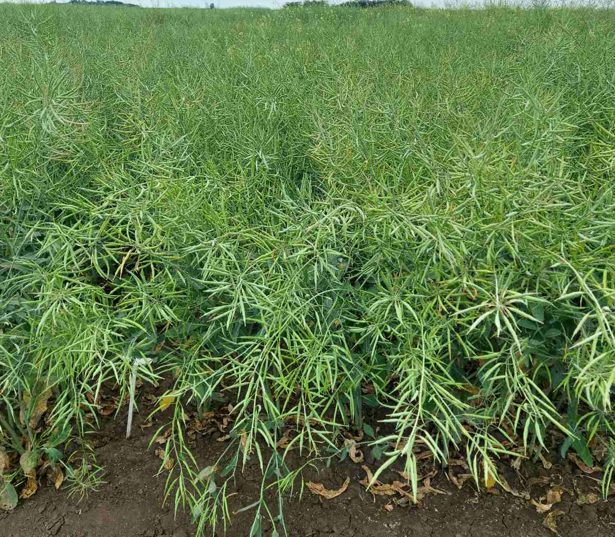 Озимий ріпак сортовий. посухостійкий «Бахус» від компанії «Viterra seed»