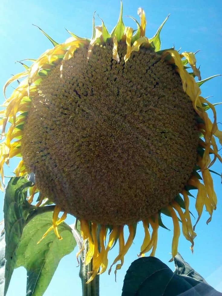 Насіння соняшнику «Оскіл». Засухостойкій гібрид для зон «важкого землеробства»