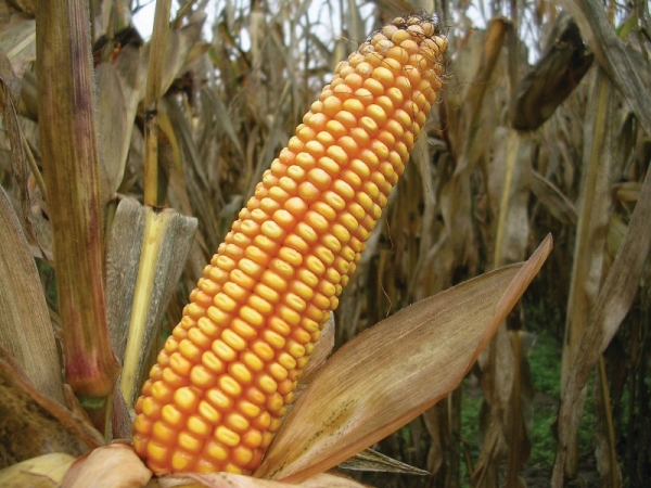 насіння кукурудзи «Полтава». ФАО 270