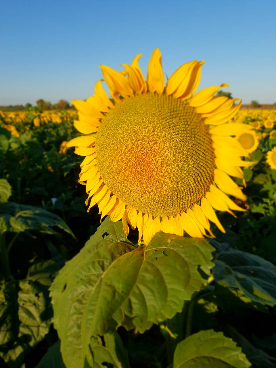 Насіння соняшнику «СУР» суперранній сорт 1 репродукція