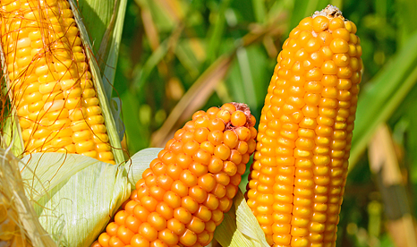 Насіння кукурудзи «ВН 6763». ФАО 320