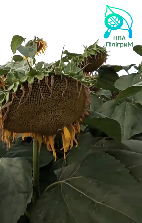 Насіння соняшнику «Флокс». Стійкий до 50 гр гранстару. Стійкий до 7 + рас Вовчка + відео огляди.