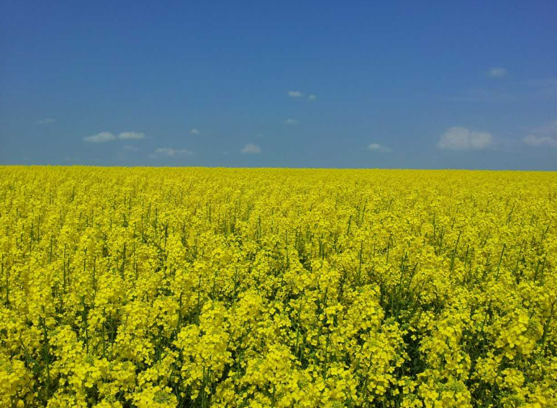 Насіння озимого ріпаку «САКСОН». «VITERRA SEED». Сортовий. Новинка 2026 р