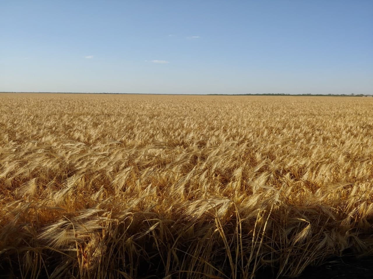Насіння озимий ячмінь «Талісман». Дворучка. Миколаїв обл.
