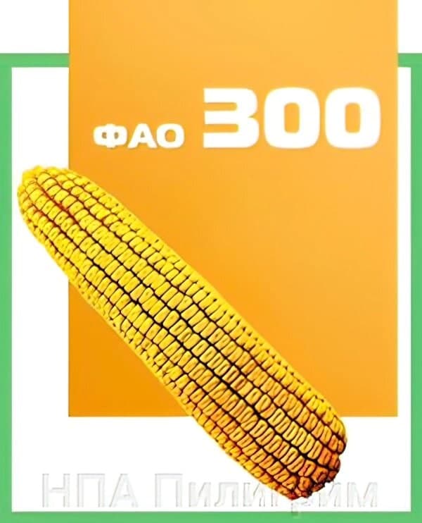 Насіння кукурудзи ДН Днiпро. ФАО 300