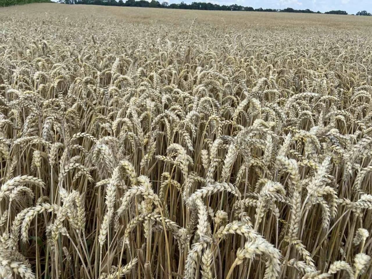 Насіння пшениці «Кубус». «KWS» Кіровоградська обл