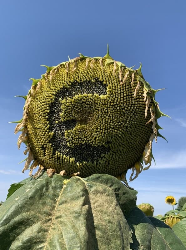 Насіння соняшника «Євро QR 7» Стійкий до Євролайтингу