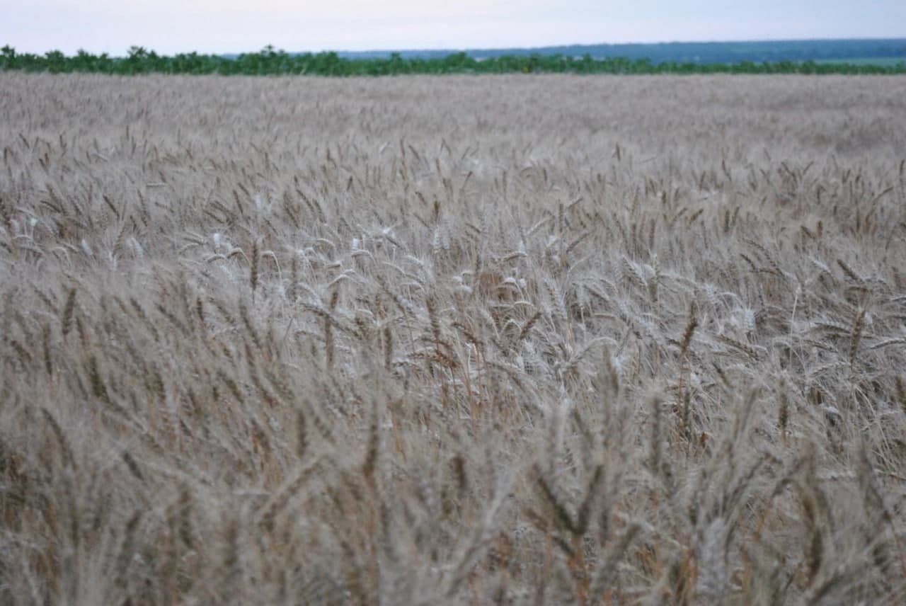 Насіння озимоі пшениці 1 репродукція. Кіровоградська область.