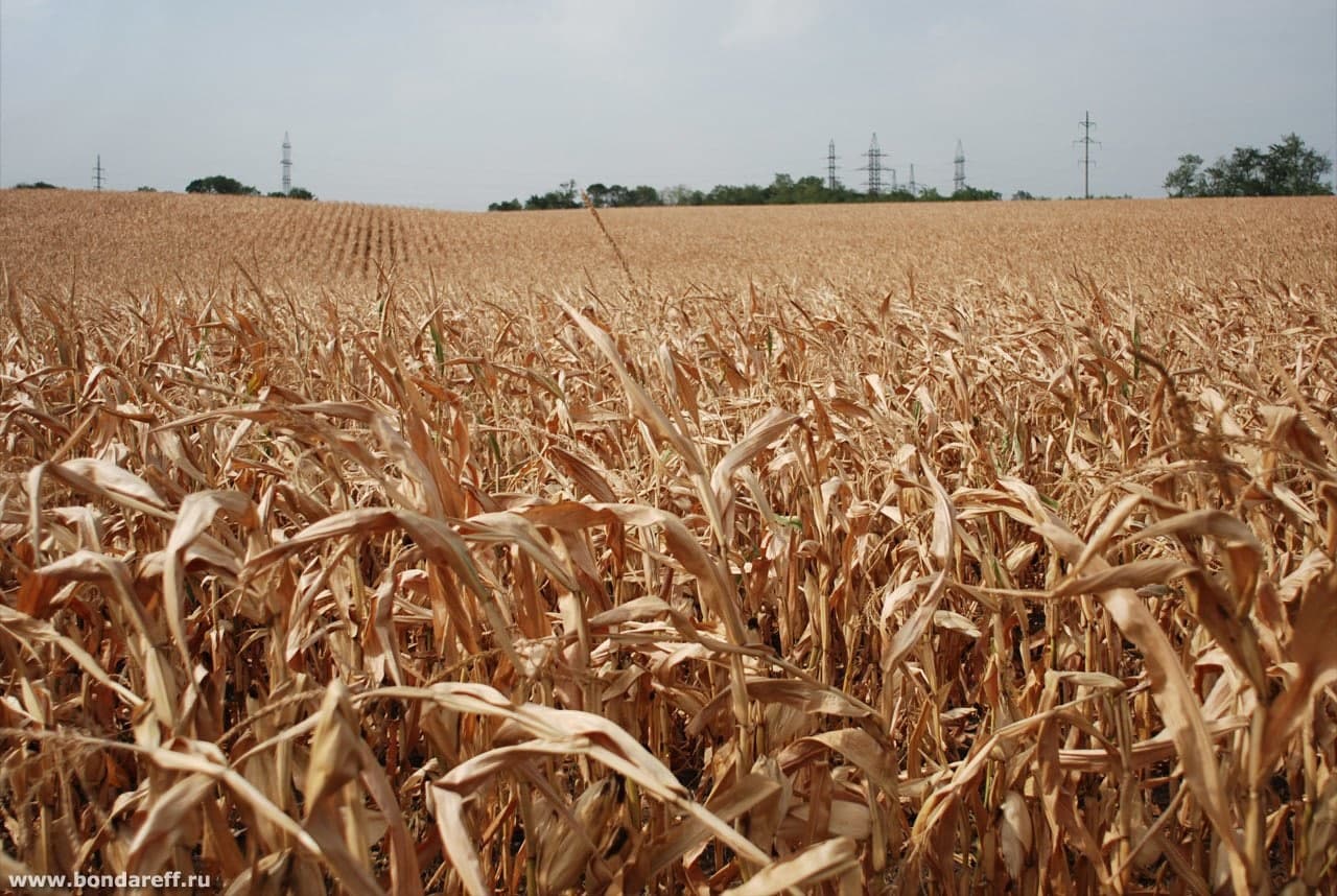 Насіння кукурудзи КРЕМІНЬ 200СВ. ФАО 210.