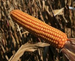 насіння кукурудзи «ДН Булат» ФАО 350