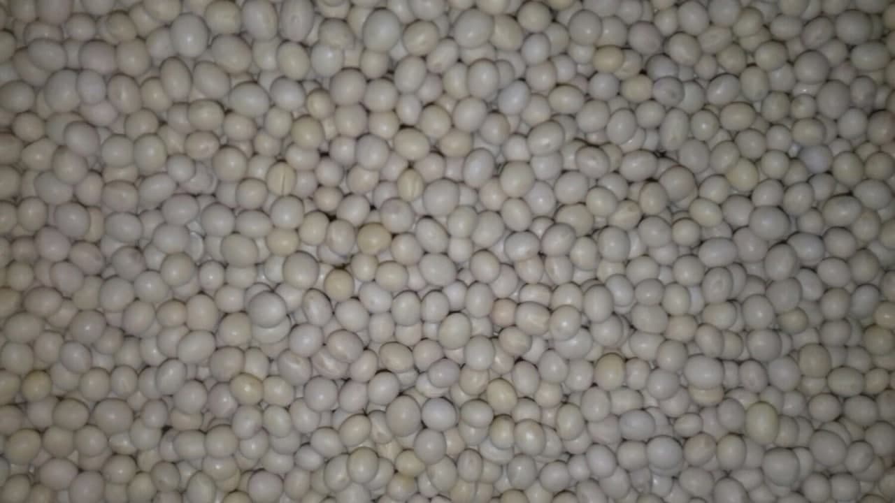 Насіння сої «S0009 M2». Ультраранній сорт. Стійкий до Раундапу. 1 репродукція. + відео